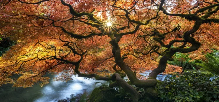 DS1110_1024x1024 DS1110_1024x1024